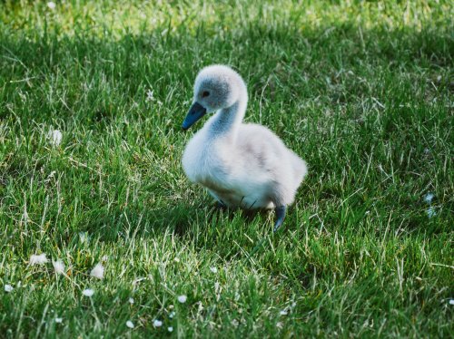 Baby Swan (Cygnet)