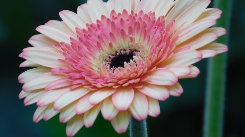 Pink Gerbera Daisy Flower