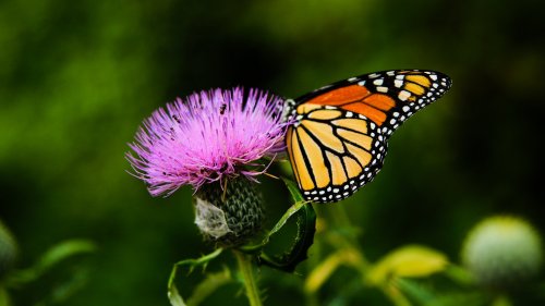 Monarch Butterfly on Thistle Flower HD Desktop Wallpaper