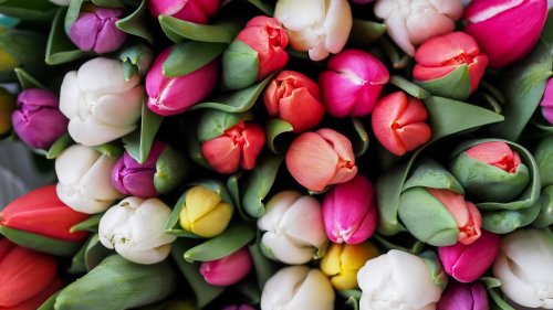 Tulips Bouquet HD Desktop Wallpaper
