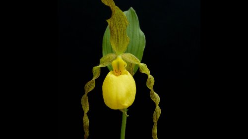 Yellow Lady Slipper Orchid HD Desktop Wallpaper