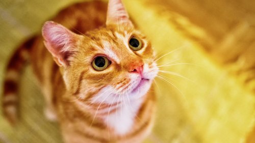Orange Cat Looking Up HD Desktop Wallpaper