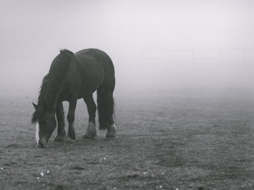 Horse in Fog  Wallpaper
