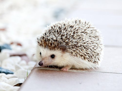 Adorable Hedgehog  Wallpaper