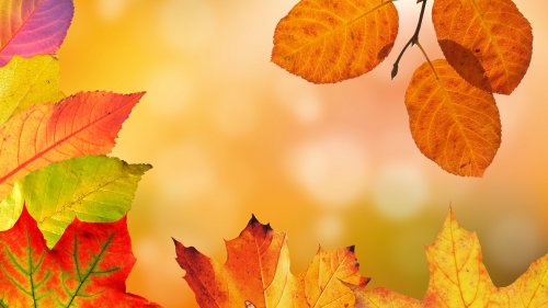 Autumn Leaves HD Desktop Wallpaper