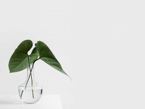 Minimalist Aesthetic Plant in Clear Vase  Wallpaper