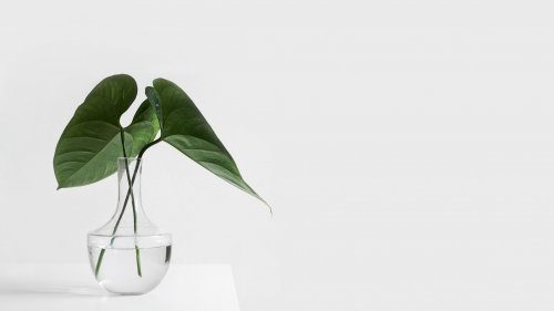 Minimalist Aesthetic Plant in Clear Vase HD Desktop Wallpaper