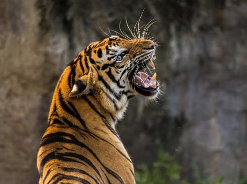 Tiger Roaring  Wallpaper