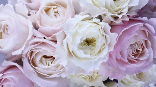 Pale Pink and White Roses Wallpaper