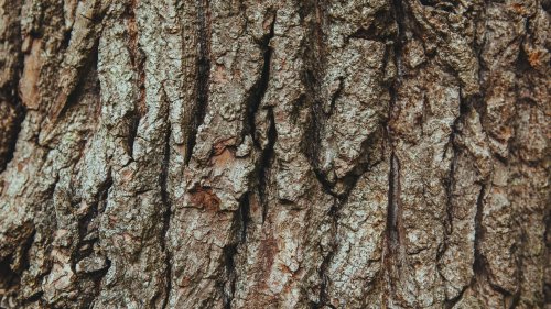 Bark on Oak Tree Wallpaper