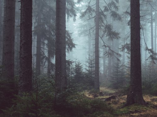 Misty Forest  Wallpaper