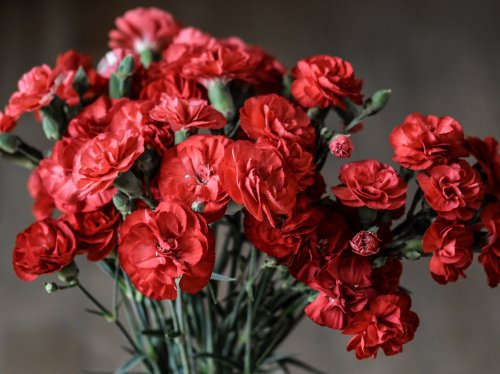 Red Carnations  Wallpaper